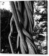 Twisted Tree Acrylic Print