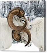 Two Affectionate Dall Sheep Ovis Dalli Acrylic Print