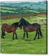 Two Affectionate Wild Ponies Acrylic Print