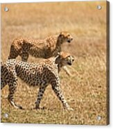 Two Cheetahs Prowling Acrylic Print