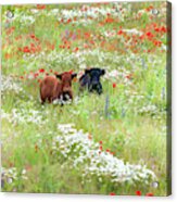 Two Norfolk Cows In Wild Flower Meadow Acrylic Print