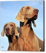 Two Dogs, Weimaraner Acrylic Print