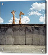 Two Giraffes Watching From A Wall Acrylic Print