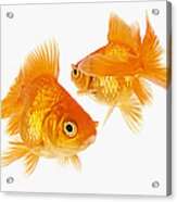 Two Goldfish Crossing Each Other Acrylic Print