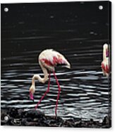 Two Greater Flamingos Phoenicopterus Acrylic Print