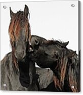 Two Horse Playing Acrylic Print