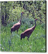 Two Of A Kind Acrylic Print