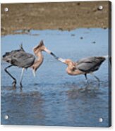 Two Reddish Egrets Acrylic Print