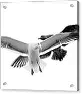 Two Seagulls In Flight Acrylic Print