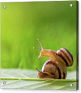 Two Snails On The Grass. Acrylic Print