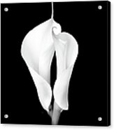 Two White Calla Lilies Acrylic Print
