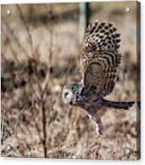 Ural Owl Flying Close To The Ground Acrylic Print
