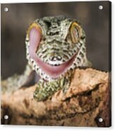 Uroplatus Fimbriatus Acrylic Print