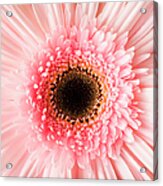 Usa, Utah, Lehi, Close-up Of Pink Daisy Acrylic Print