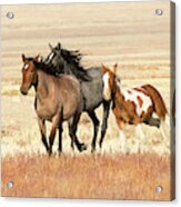 Utah West Desert Horses Acrylic Print