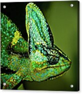 Veiled Chameleon Acrylic Print