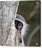 Vervet Monkey, South Africa Acrylic Print
