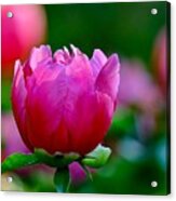 Vibrant Pink Peony Acrylic Print