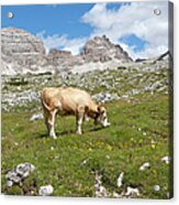 View To The Paternkofel, Sexten Acrylic Print