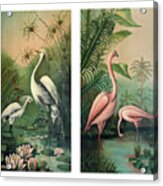 Vintage Paintings Egrets And Flamingos 1 Acrylic Print