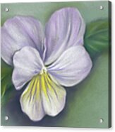 Viola Purple And Yellow Acrylic Print