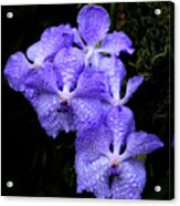 Violet Orchid Acrylic Print