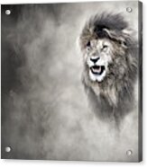 Vulnerable African Lion In The Dust Acrylic Print
