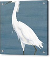 Wading Egret Ii Acrylic Print