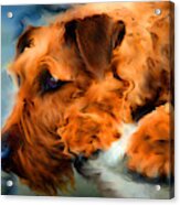 Waiting For The Master, Red Dog Portrait Acrylic Print