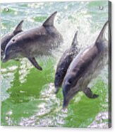 Wake Surfing Dolphin Family Acrylic Print
