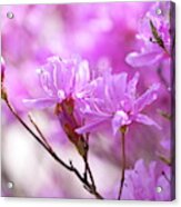 Wake Up In Pink Acrylic Print