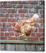 Walk The Line - Chicken Walking Along A Wooden Fence Acrylic Print
