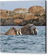 Walrus Pair Odobenus Rosmarus At Sea In Acrylic Print