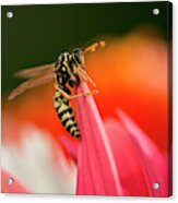 Wasp On A Petal Acrylic Print