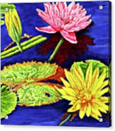 Water Lilies Iii Acrylic Print