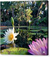 Water Lilies In Pond Acrylic Print