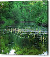 Water Lilies In The Spreewald Acrylic Print