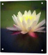 Water Lily 1 Acrylic Print