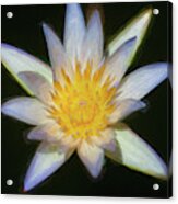 Water Lily 101 Acrylic Print