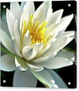 Water Lily Acrylic Print