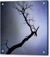 Weathered Tree Branch Silhouette Bodmin Moor Acrylic Print