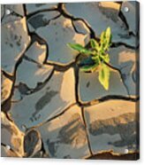 Weed Growing Out Of Parched Earth Acrylic Print