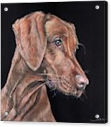 Weimaraner Portrait Acrylic Print