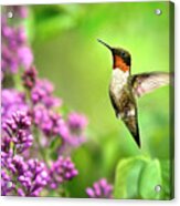 Welcome Home Hummingbird Acrylic Print