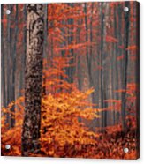 Welcome To Orange Forest Acrylic Print