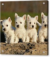 Westies On The Rock Acrylic Print