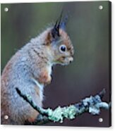 Wet Like A Squirrel In Rain Acrylic Print