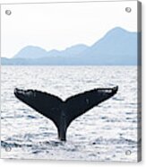 Whale's Tail Acrylic Print