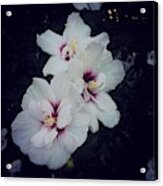 Flowers - White And Pink Hibiscus - Square Acrylic Print