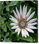 White And Pink Summer Flower Acrylic Print